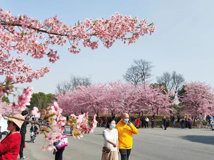 顾村公园早樱盛开，吸引众多游客观赏