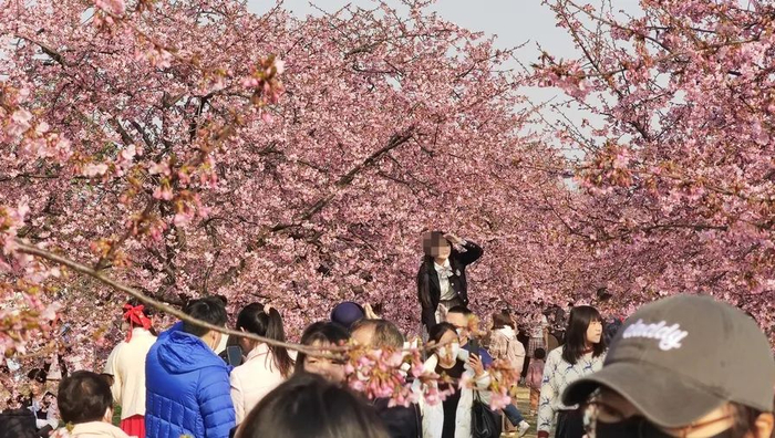 有人将梯子架在辰山植物园樱花大道中间拍照，一定程度上影响到其他游客通行