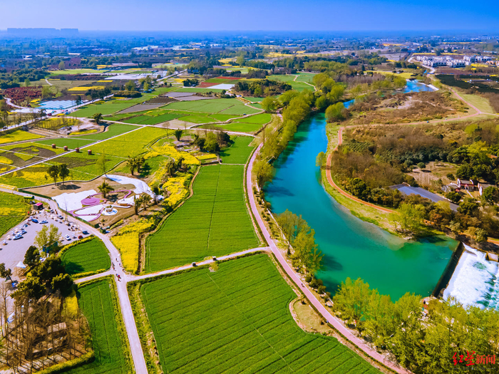 ▲郫都区2023年田园菜花节现场