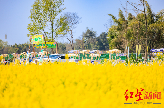▲田园菜花节
