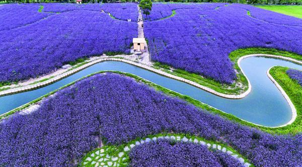 文内图片均青浦风光。受访单位供图。