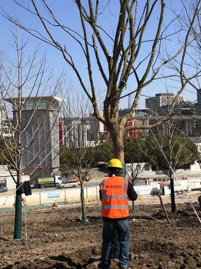 园林工人在种树，营造春景秋色