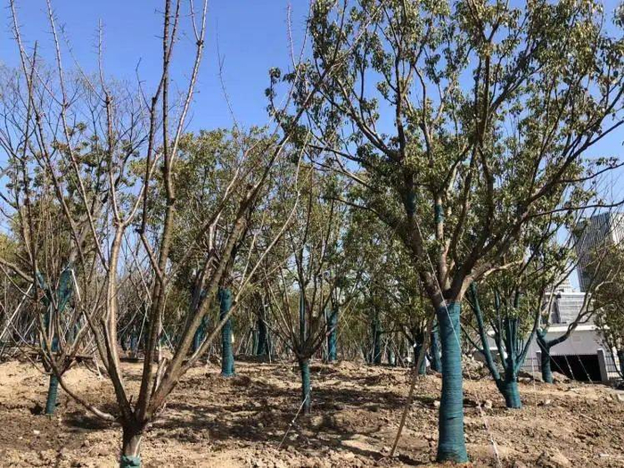 双子山绿化样板段