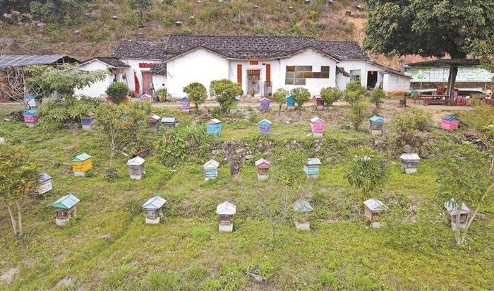 陆河县集祥蜂业专业合作社养殖基地初见规模。