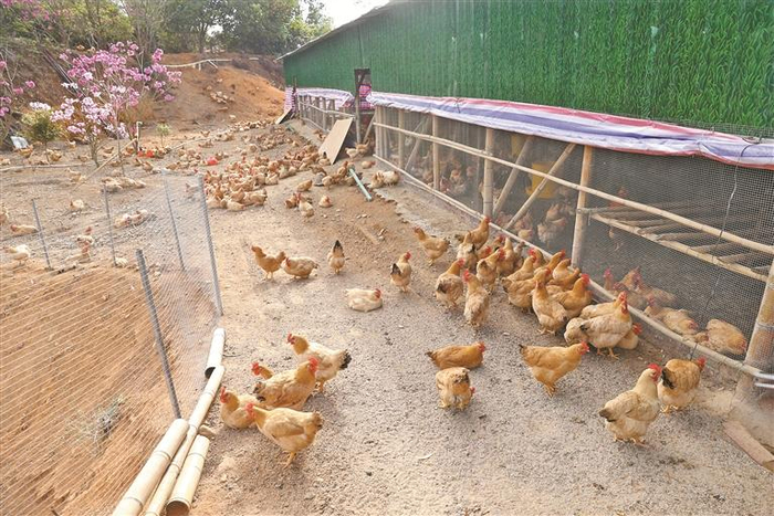 藏在大山里的新田生态鸡养殖基地。