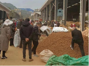 云南三七市场 （图片来源：受访者供图）