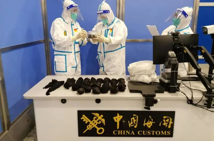 浦东机场海关在入境旅检渠道查获濒危活体乌龟等。（姜森文 摄）