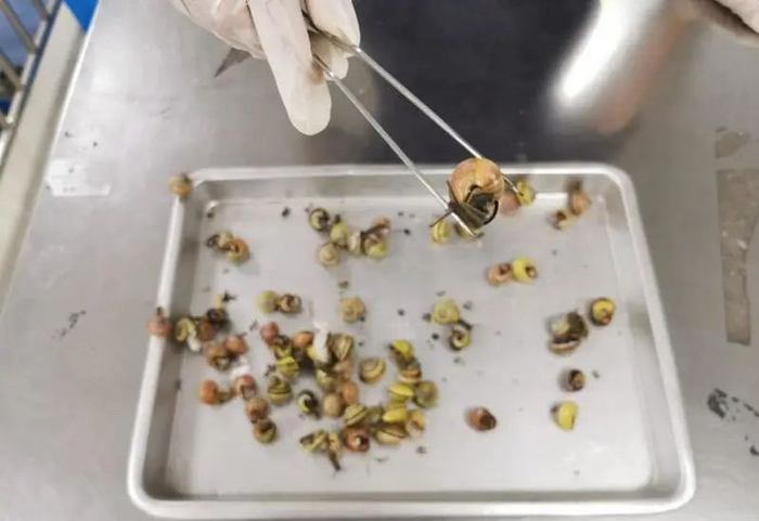 上海邮局海关在进境邮件中截获活体蜗牛62只。（陈丰 摄）