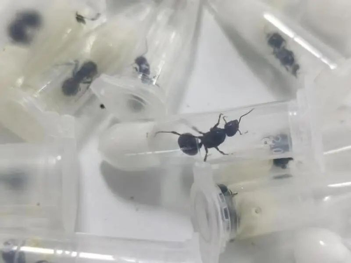 上海海关截获的大头收获蚁。（供图）