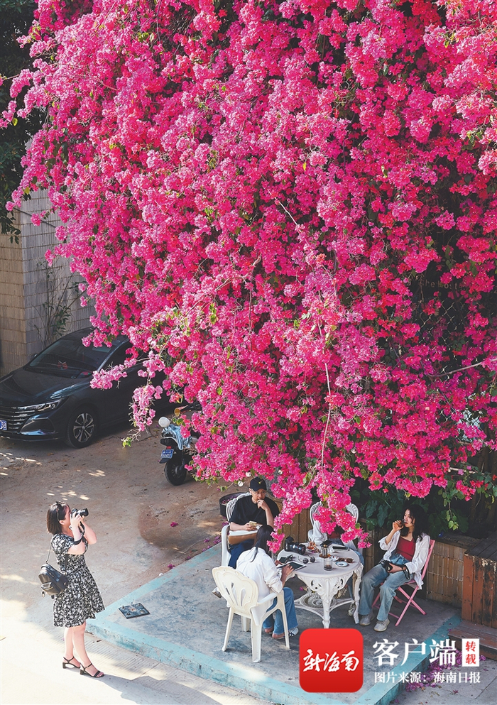 位于海口美兰区一小区内，大片的三角梅盛开并覆盖在整栋楼上，形成一道天然美丽的“三角梅瀑布”景观。海南日报记者 封烁 摄
