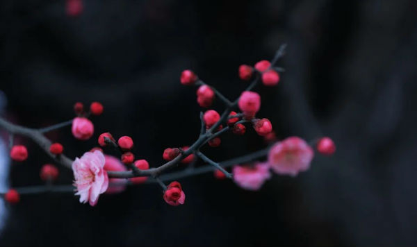 ▲摄影：朱三哥