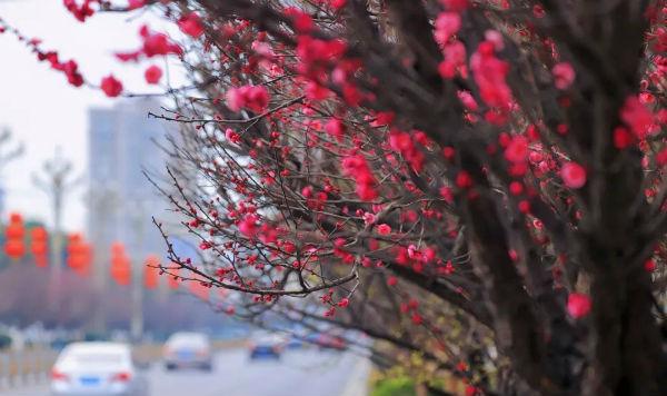 ▲崇州金盆地大道 摄影：朱三哥