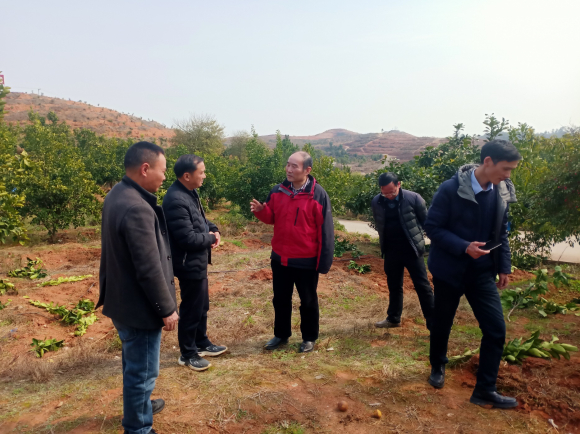 　　省柑橘产业技术体系栽培岗位专家刘勇在万安县井冈蜜柚基地技术指导