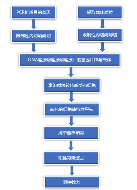 图4 分子克隆技术一般流程图