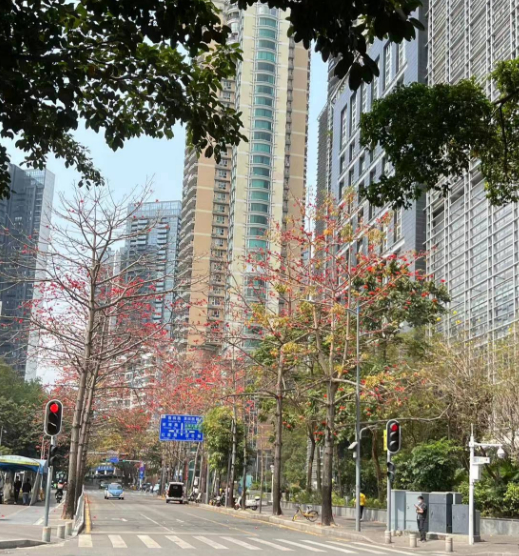 福田图书馆外的木棉花带来春天的气息。（深圳新闻网记者 陈彦如 摄）