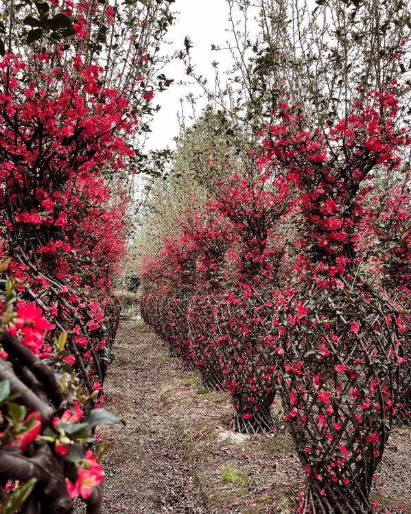 ▲图源：文华崇州