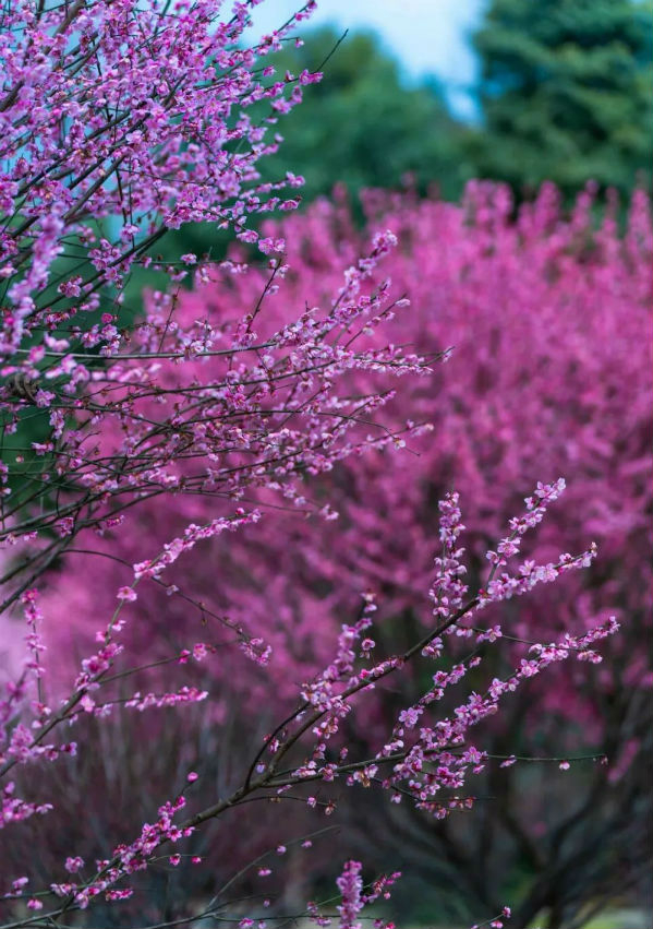 ▲梅花三弄林盘景区 图源：文华崇州