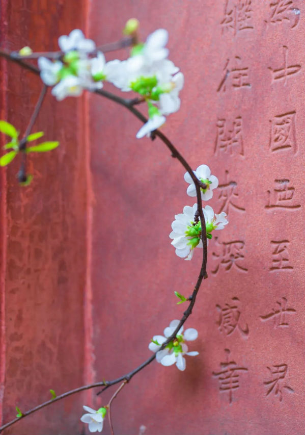 ▲摄影：老鹿 嘉鑫