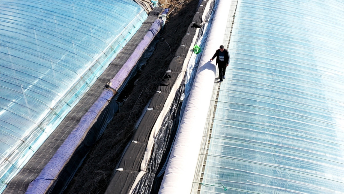 ▲瓜农李仁田登上棚顶进行维护工作，3月他将迎来羊角蜜采摘高峰。周欣悦/摄