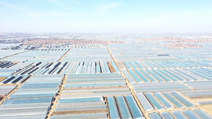 ▲从空中俯瞰寿光，一排排大棚闪耀着白色的光芒。周欣悦/摄