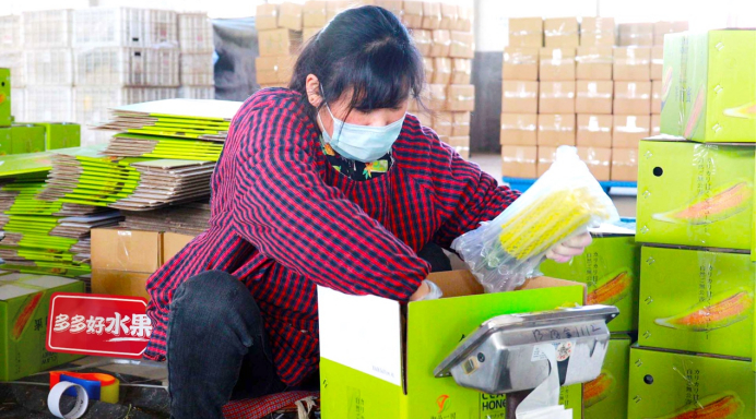 ▲工人们将新鲜采摘的羊角蜜套上充气袋，打包后发往天南地北的消费者手中。周欣悦/摄