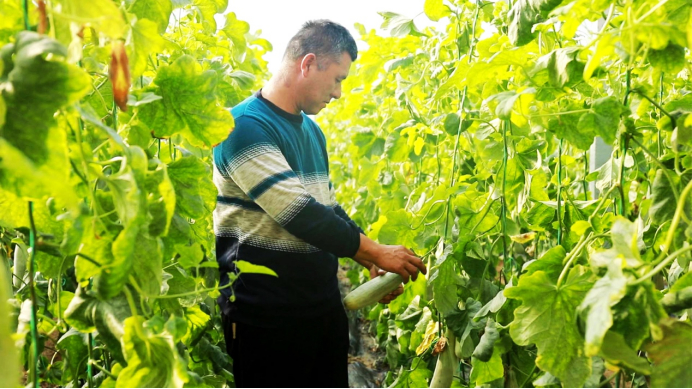 ▲山东寿光田马镇，瓜农李仁田在大棚内忙碌，他的6亩羊角蜜将通过拼多多平台卖出。周欣悦/摄