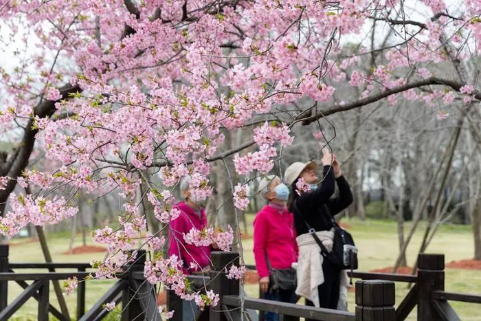人们在以樱花为特色的顾村公园拍照游玩。新华社记者 王翔 摄