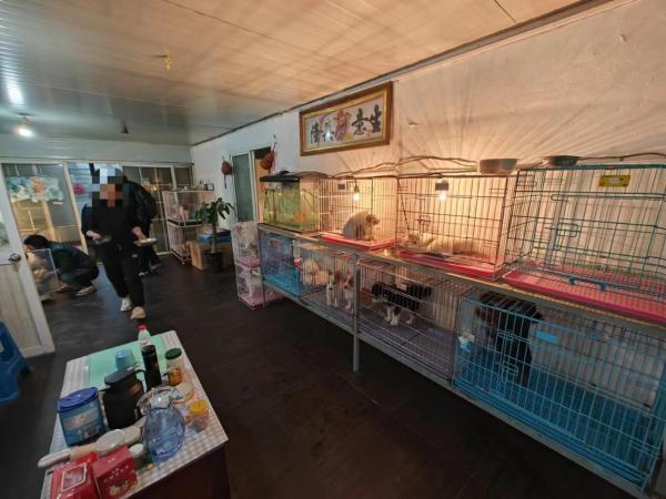 △店内房间里靠墙摆放了一排犬笼，装着大大小小20余只狗正在出售。