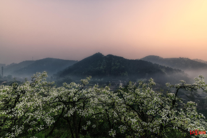 新津梨花 图源：视觉成都/摄影：蒋永