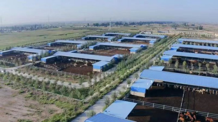 ▲“潮发潮汕牛肉店”位于宁夏的养殖场，餐厅供图