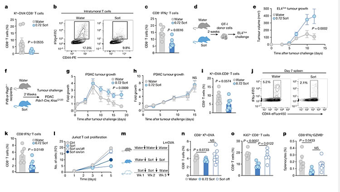 三氯蔗糖显示小鼠T细胞免疫反应。图片来源：弗朗西斯克里克研究所论文