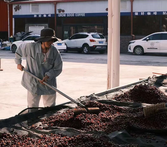 正在处理咖啡豆的阿楚，图片来源：受访者提供