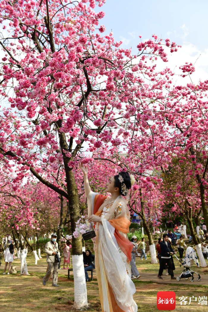 昆明圆通山樱花节上，来一次古今穿越。记者 陈卫东 摄
