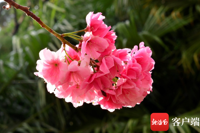 昆明圆通山的樱花。记者 陈卫东 摄