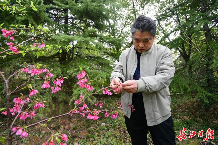 江汉大学生命科学学院二级教授蒋细旺在察看樱花长势。记者史伟 摄