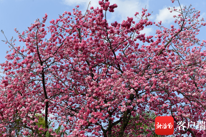 昆明圆通山的樱花。记者 陈卫东 摄