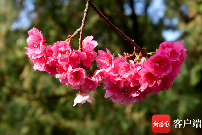 昆明圆通山的樱花。记者 陈卫东 摄