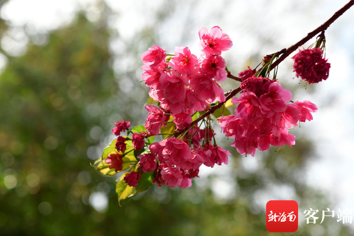 昆明圆通山的樱花。记者 陈卫东 摄
