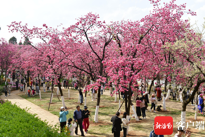 游客市民在昆明圆通山赏樱花。记者 陈卫东 摄