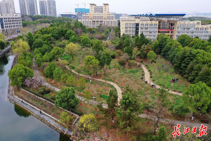 蒋细旺教授从事樱花科研创新研究的“实验室”。记者史伟 摄