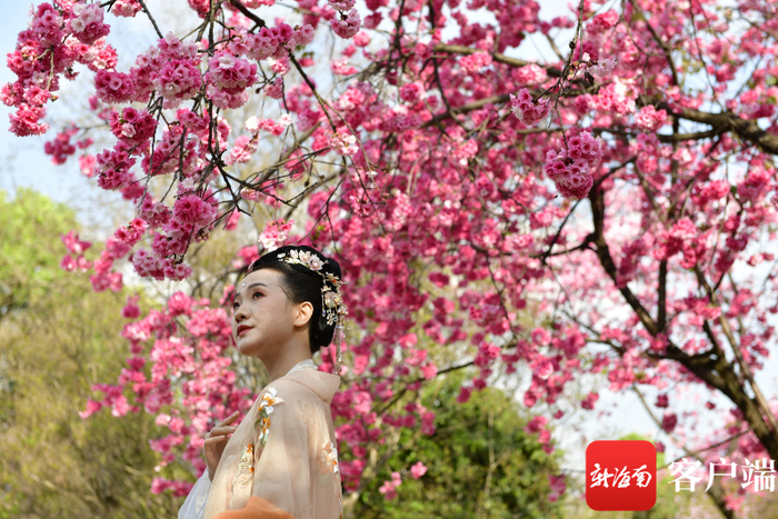 昆明圆通山樱花节上，来一次古今穿越。记者 陈卫东 摄