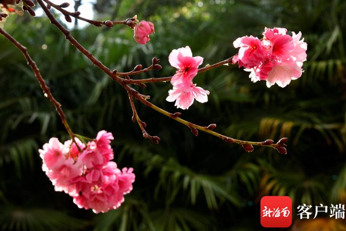 昆明圆通山的樱花。记者 陈卫东 摄