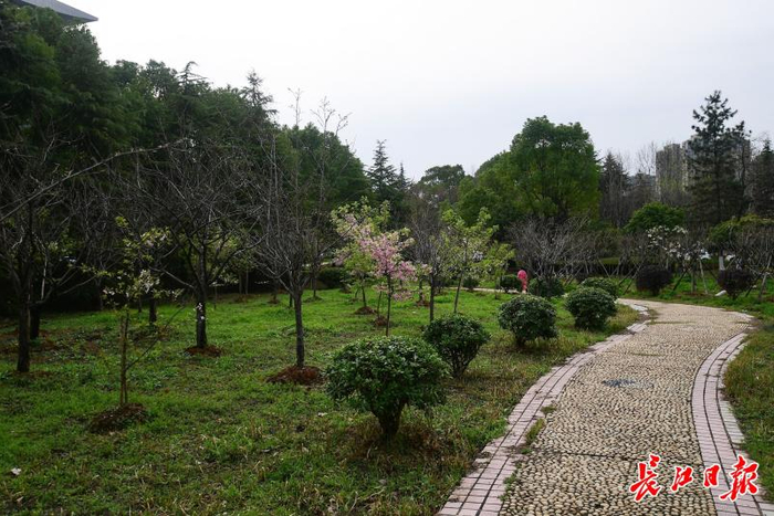 江汉大学特批给蒋细旺教授从事樱花科研创新研究的“实验室”。 记者史伟 摄