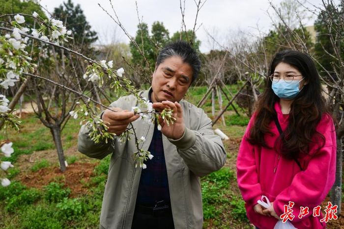蒋细旺在给学生讲解樱花。记者史伟 摄