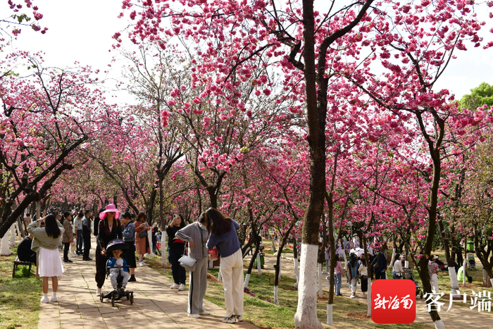 游客市民在昆明圆通山赏樱花。记者 陈卫东 摄