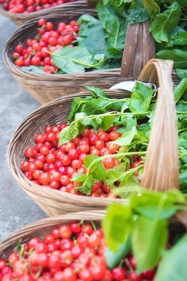 攀枝花樱桃成熟了 王东 摄