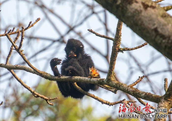 3月6日，在海南热带雨林国家公园霸王岭片区，长臂猿采食木棉花。海南日报记者 李天平 摄