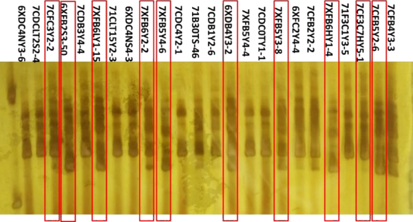 图4&nbsp;代表性酿酒酵母菌株SSCP-VR1结果示意图