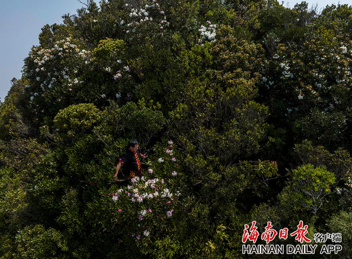 2022年3月10日，五指山主峰上杜鹃花盛开。海南日报记者 李天平 摄