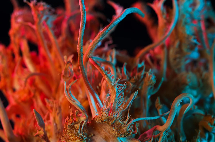 冬虫夏草真菌子实体的插图。